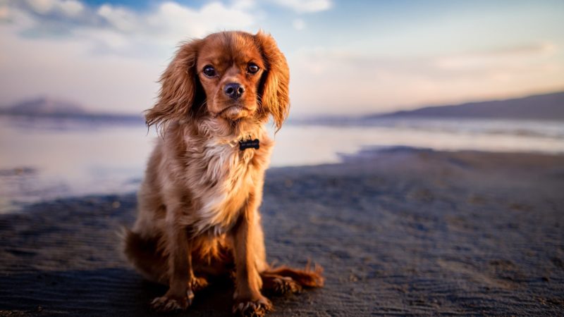 Comment prévenir la luxation des rotules chez le chien ?