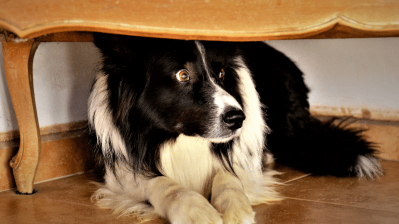 Clomipramine, miansérine : anxiolytiques et psychotropes pour chiens